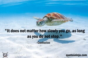 It does not matter: Sea Turtle