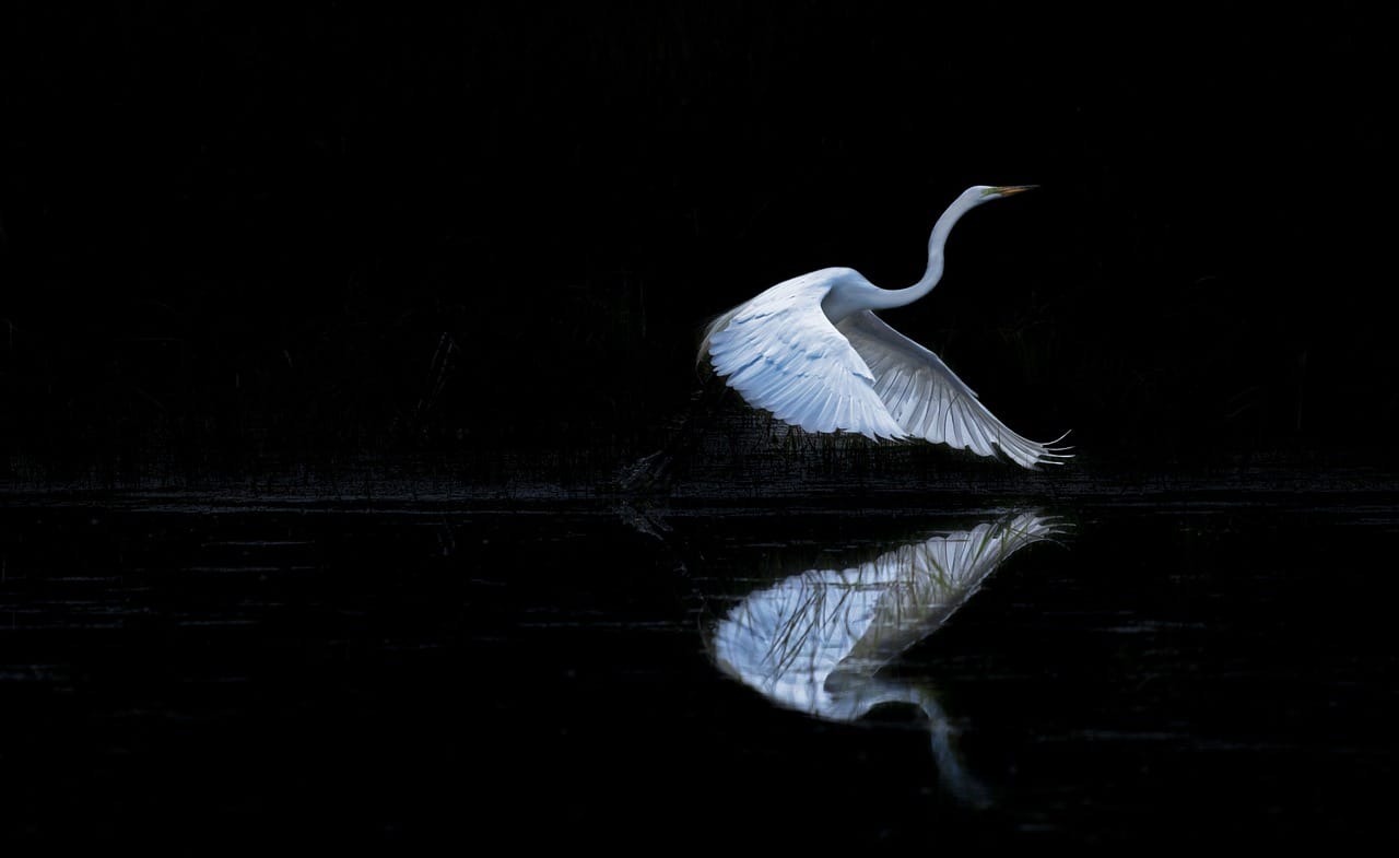 You miss 100%: Egret Catching Fish