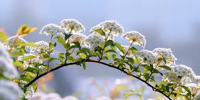 Beautiful white flower decoration