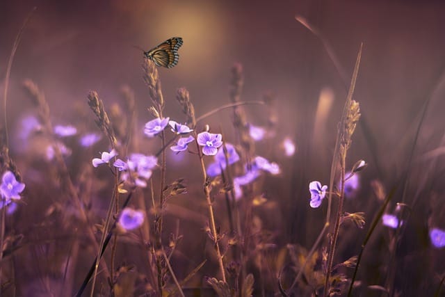 Success usually comes: Butterfly on flowers