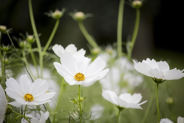 What you get by achieving: White Flowers