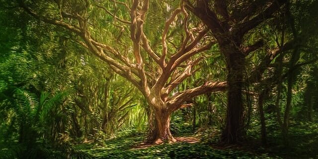 The deep rooted tree in forest