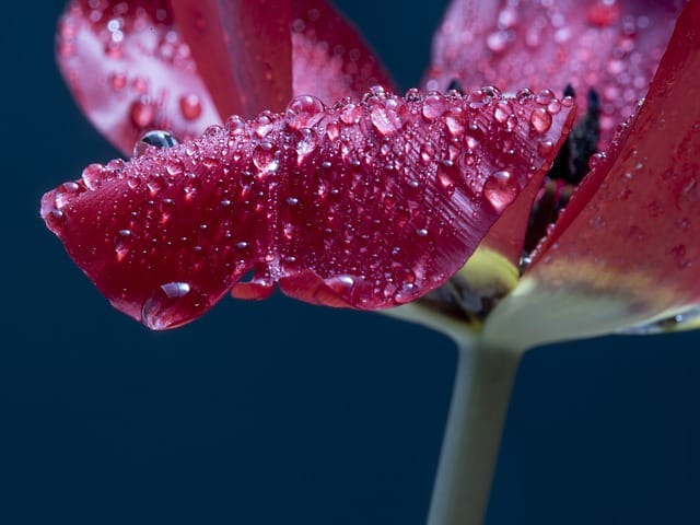 Spring flower