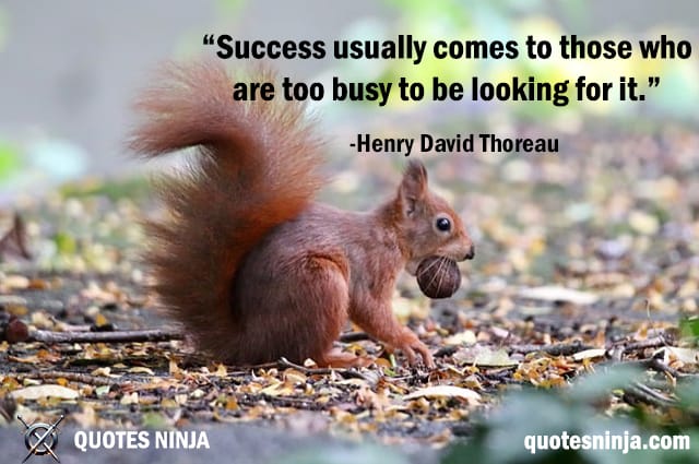 Success usually comes: squirrel-looking-for-something