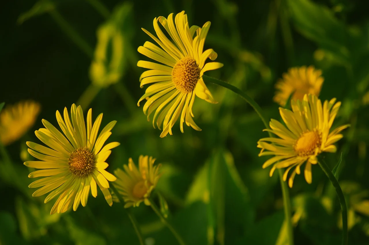 Sunflowers