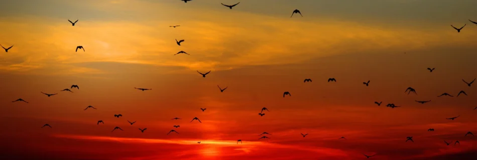 Quotes Ninja: mountains birds silhouette sunset