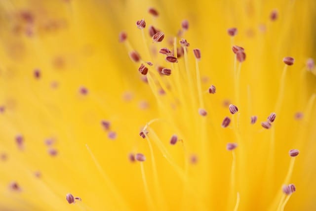 Stamens