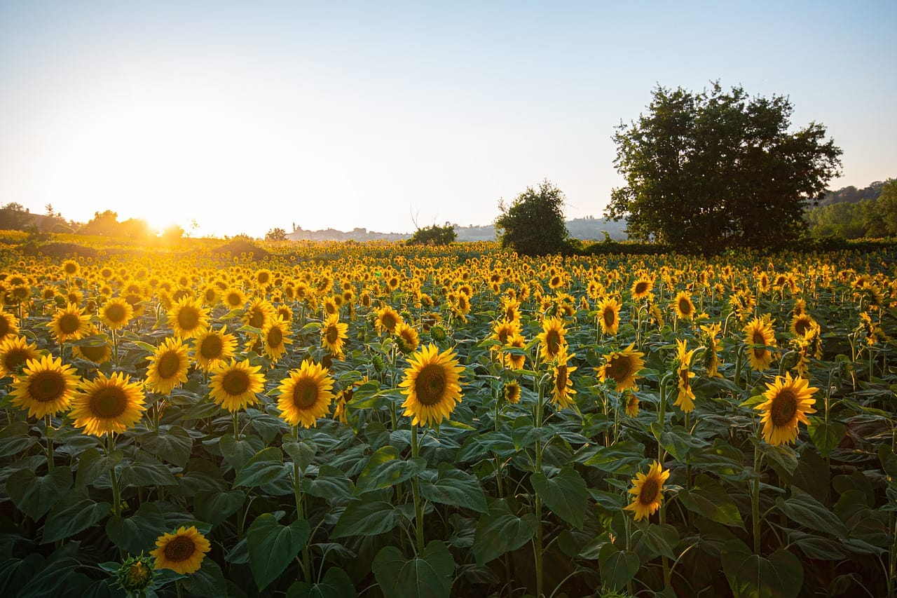 Sunflowers-Farm