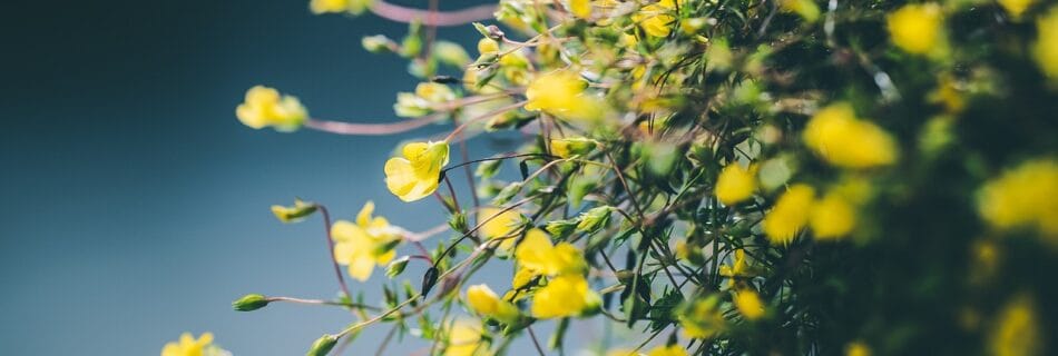 Blooming yellow Flowers