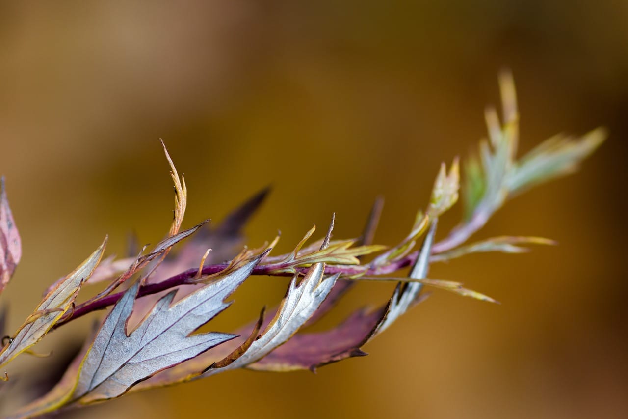 leaves branch fall autumn
