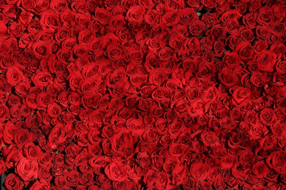 Bundle of Red Roses