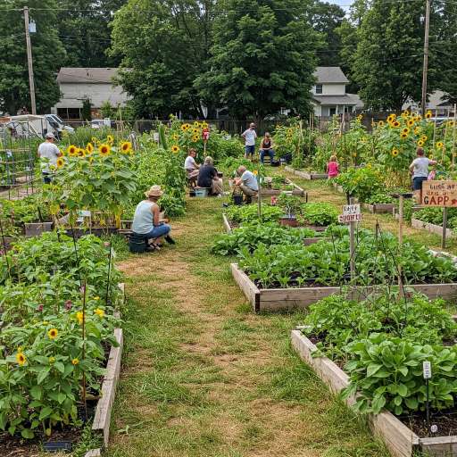 A once-barren lot now brims with sunflowers, vegetables, and handmade signs