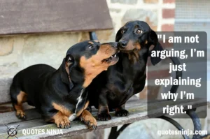 Two Dogs Arguing sitting on bench