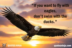 Bald eagle flying during sunset