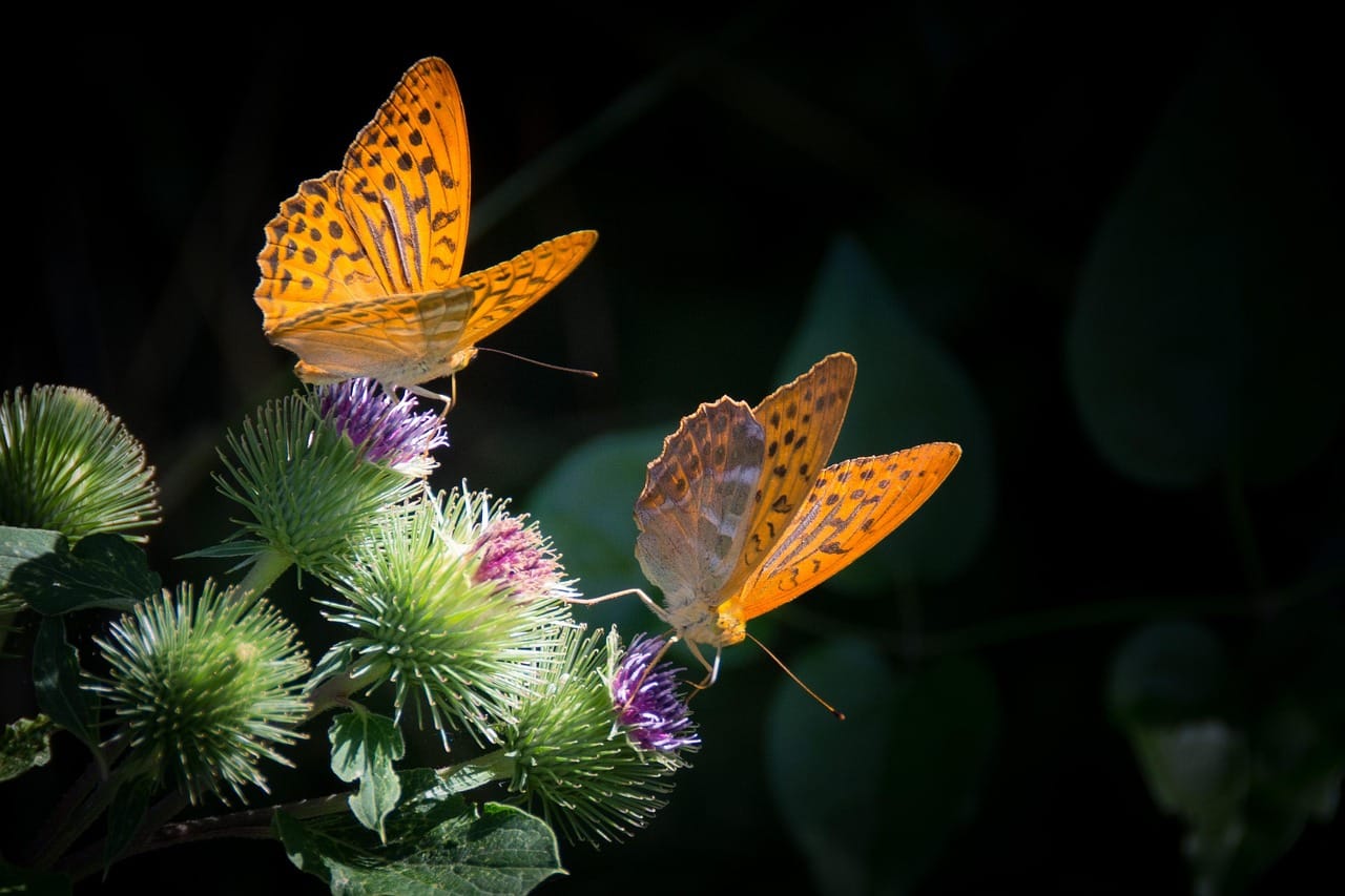 Two butterflies on flowers