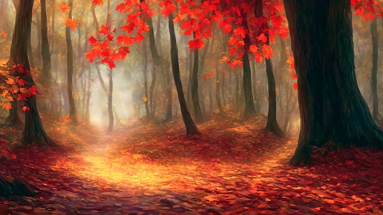 trees during Autumn season