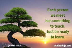 Bonsai tree during dawn