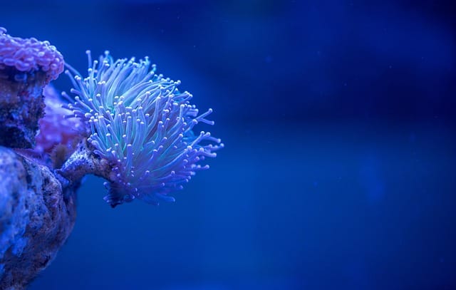 coral in the Sea